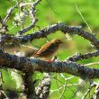 Pipit des arbres vu durant le confinement